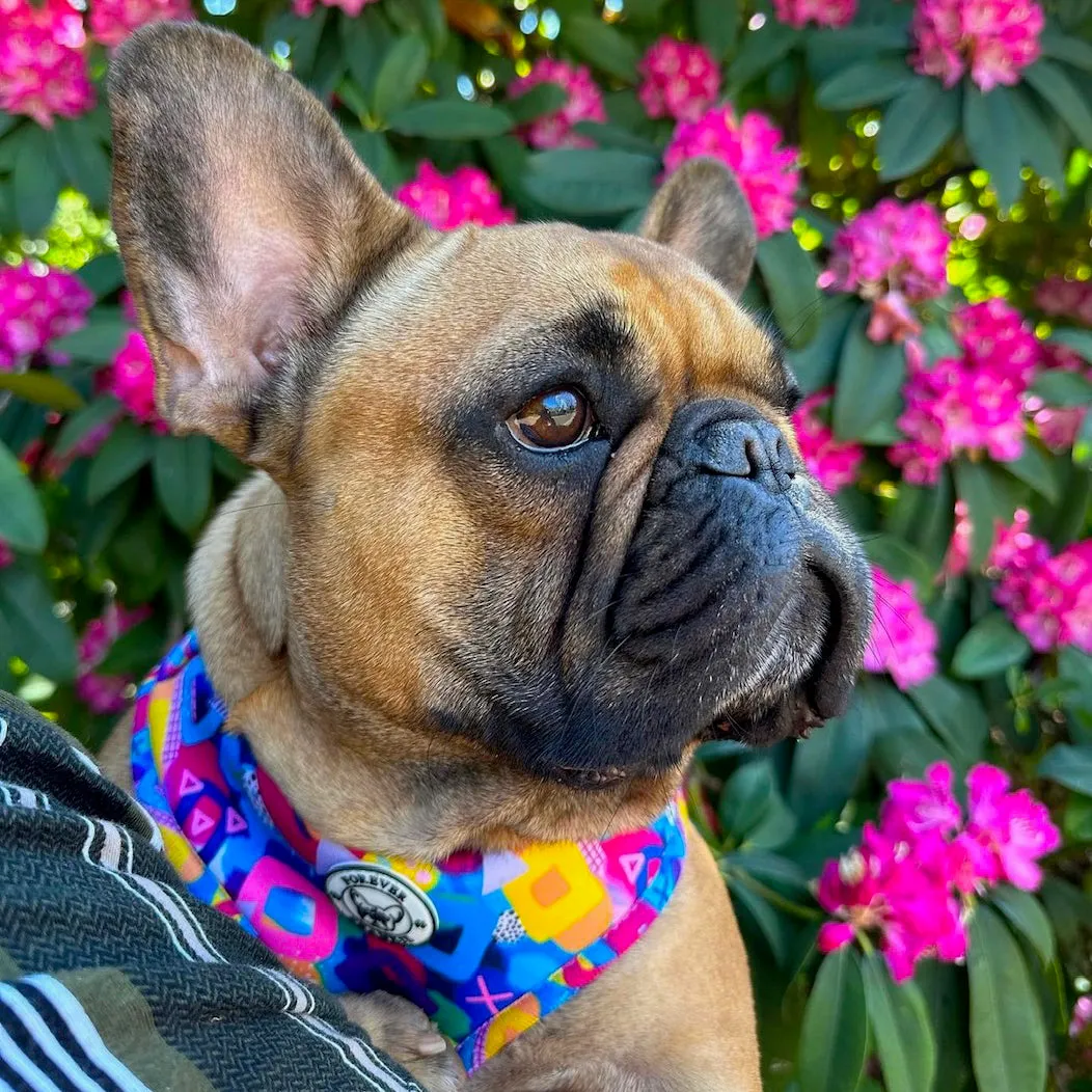 Geometric Splash - Adjustable Harness