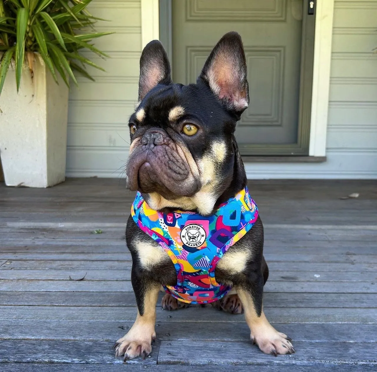 Geometric Splash - Adjustable Harness